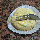 Muffin Salgado ou Torta Salgada